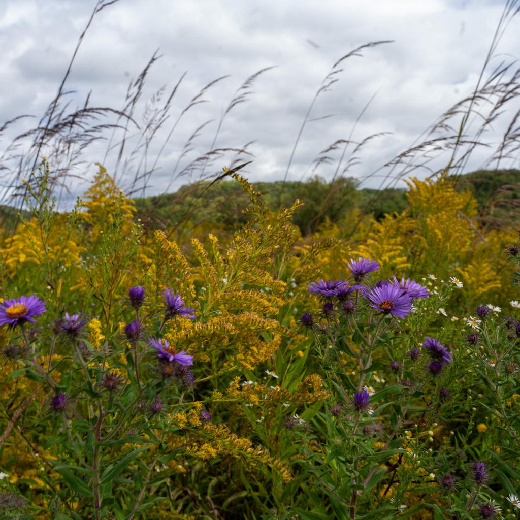 Prairie Strips Seed Packet x Meadowlark Organics Edition