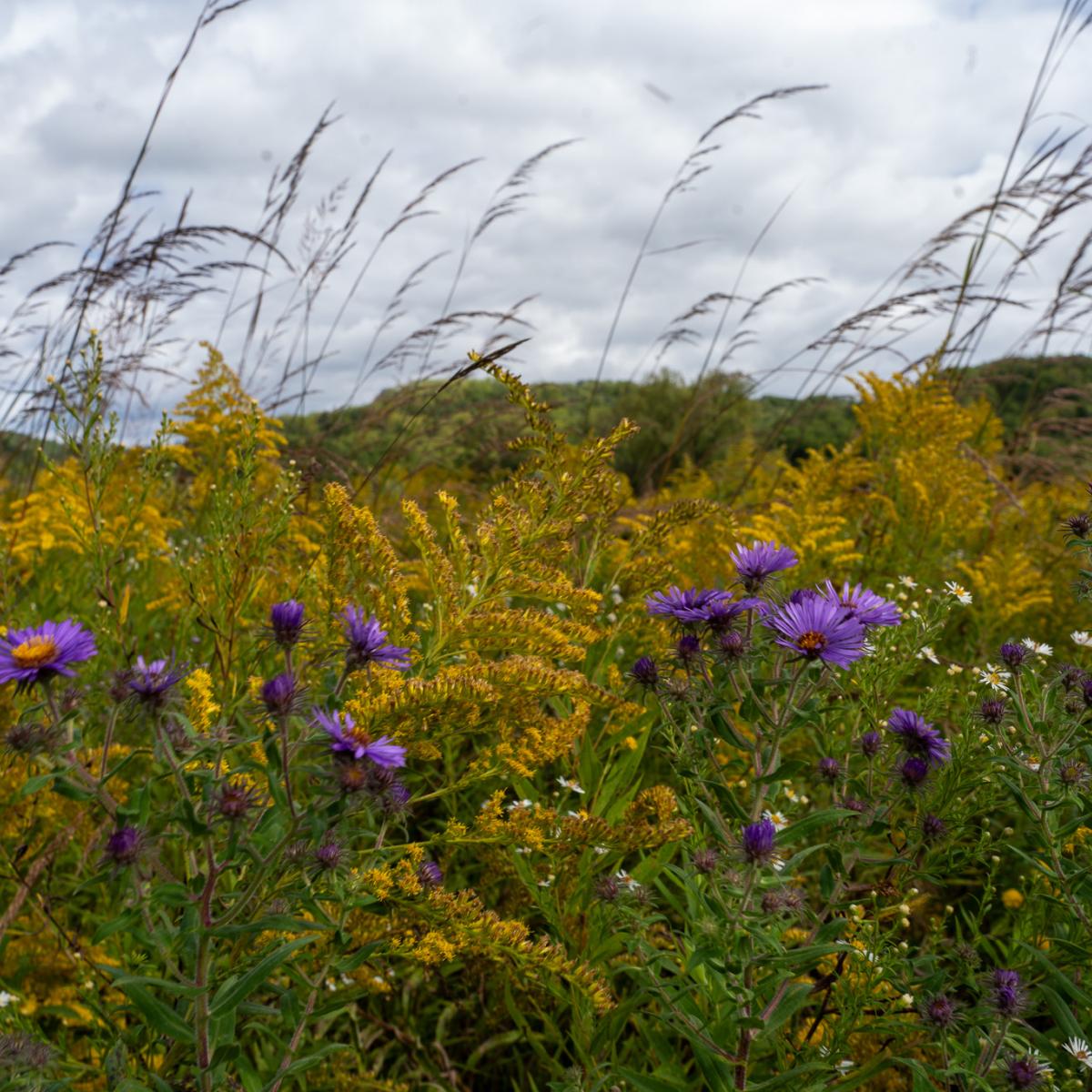 Prairie Strips Seed Packet x Meadowlark Organics Edition