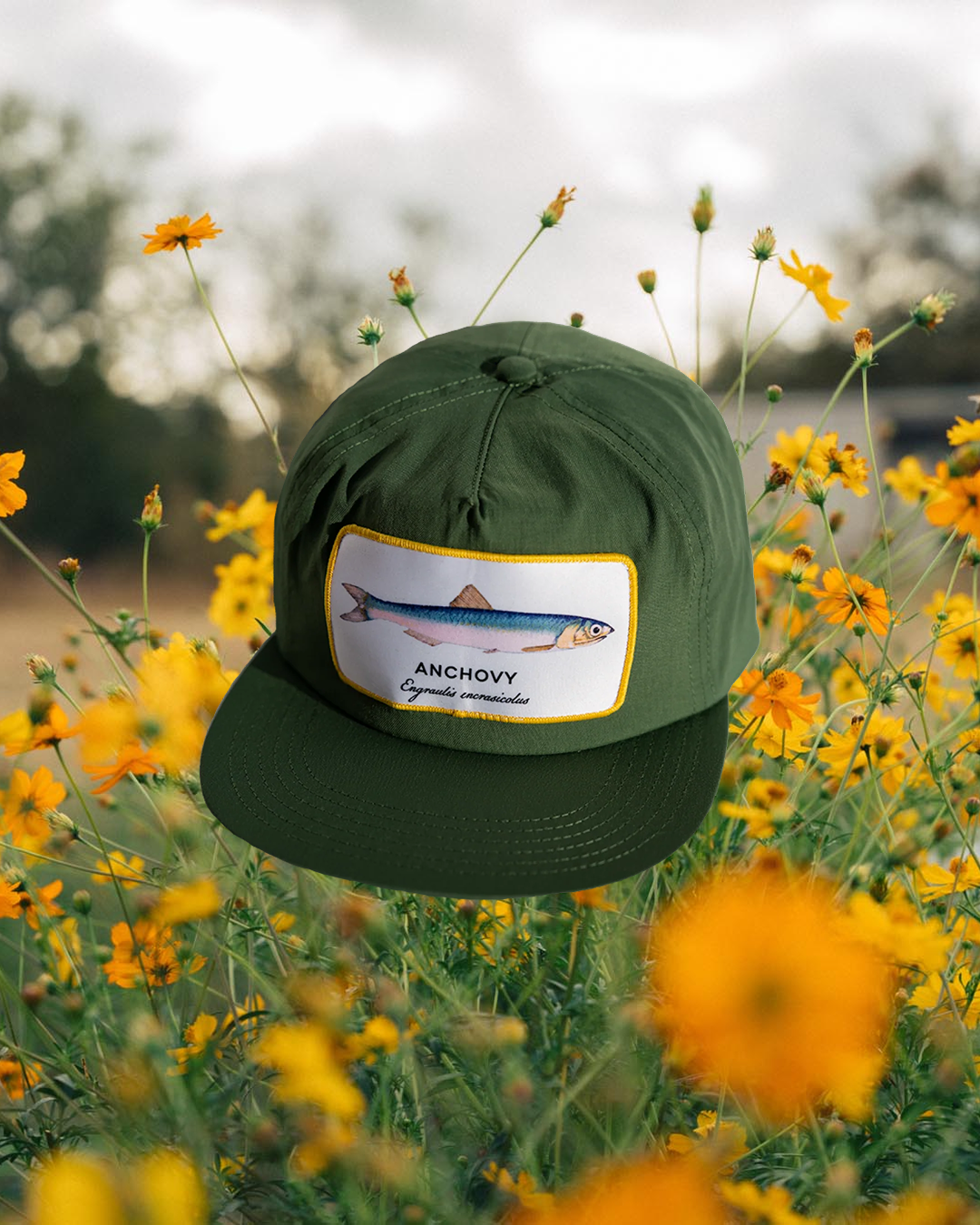 Anchovy Hat